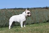 BOULEDOGUE FRANCAIS 297
